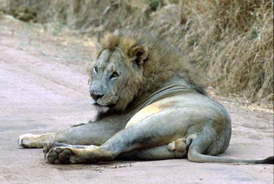 Lion in Tarangire