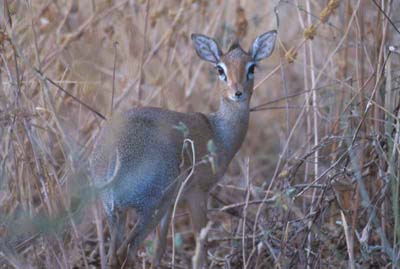 Dikdik in Tarangire