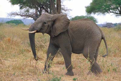 Adolescent Elephant in Tarangire