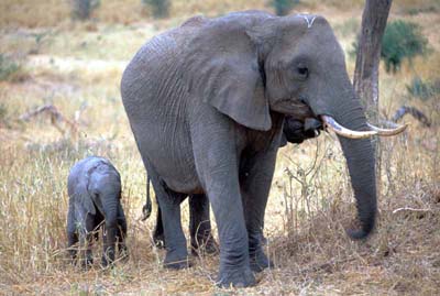 Elephant Infant  in Tarangire