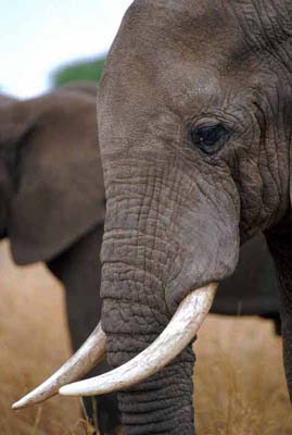 Elephant in Tarangire