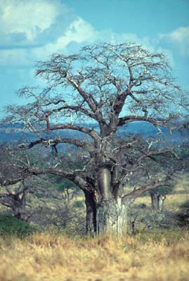 Baobab Tree