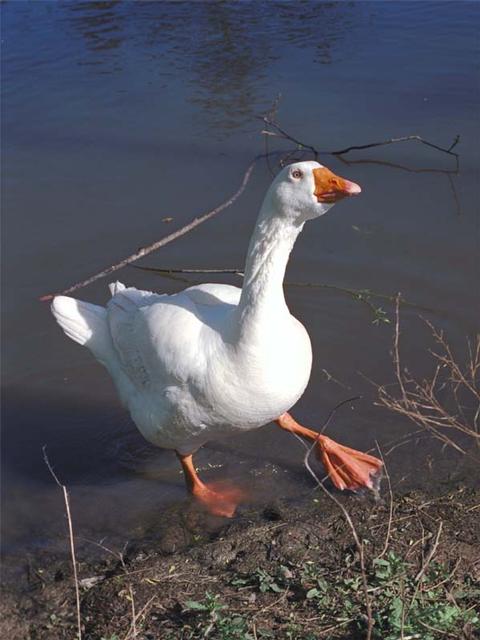 Geese at Reflection Lake